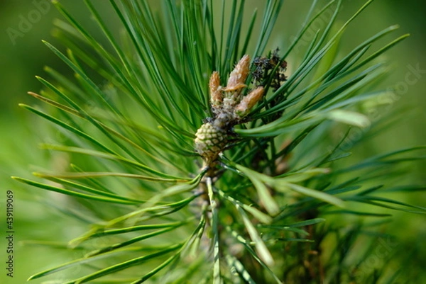 Fototapeta pine tree branch