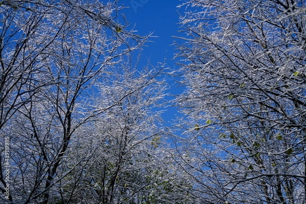 Obraz trees in the sky