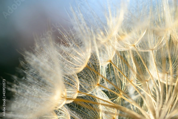 Obraz Winged seeds of dandelion head plant