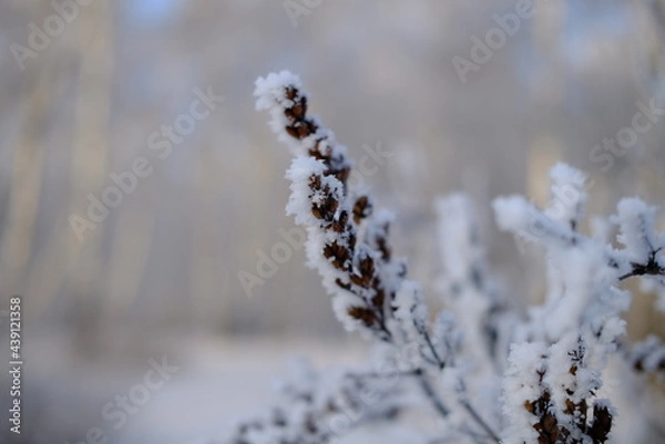 Obraz snow on the branches