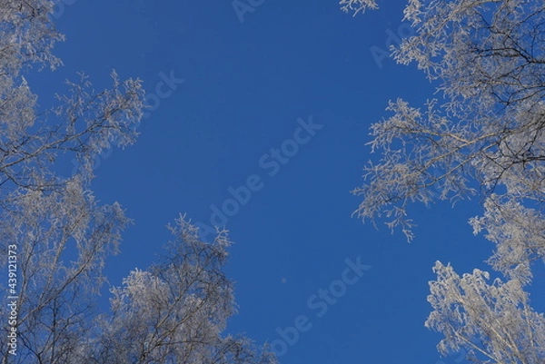Obraz trees in winter