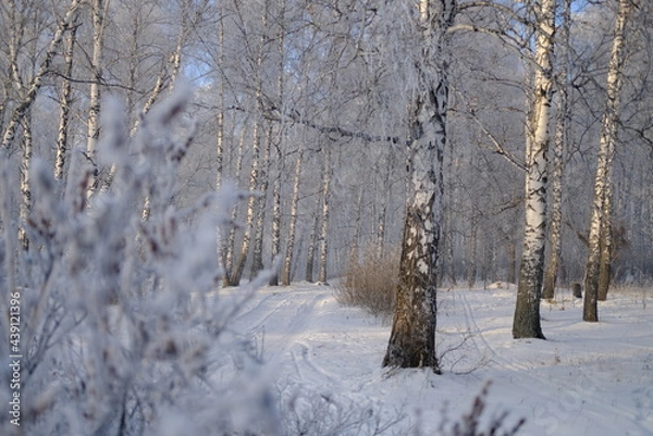 Obraz trees in the snow