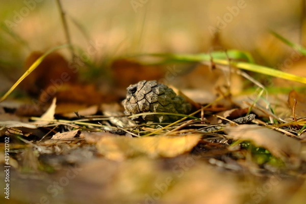 Obraz mushrooms in the grass