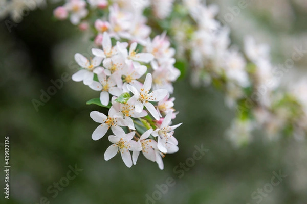 Fototapeta Mass flowering of ornamental apple trees in the park. Siberian crab apple, Manchurian crab apple or Chinese crab apple, Malus Baccata in blossom. White flowers growing on blooming tree in park. 