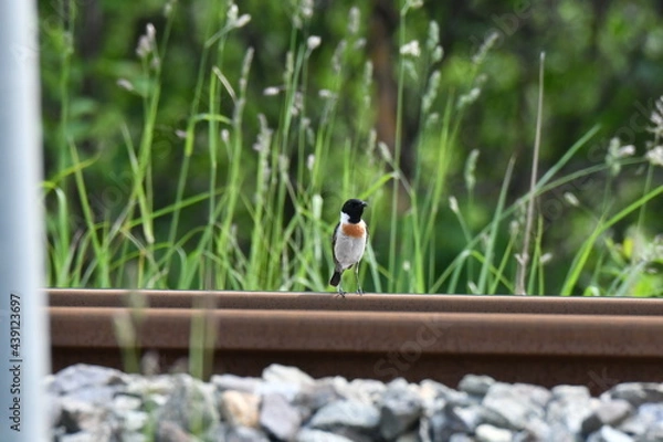 Obraz 北海道の夏の草原、線路上で囀るノビタキの雄