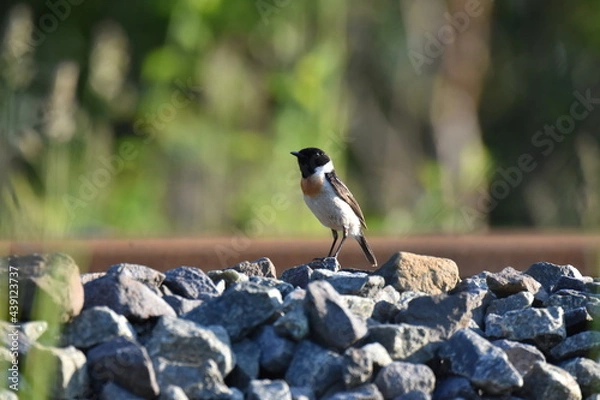 Obraz 北海道の夏の草原、線路上で囀るノビタキの雄