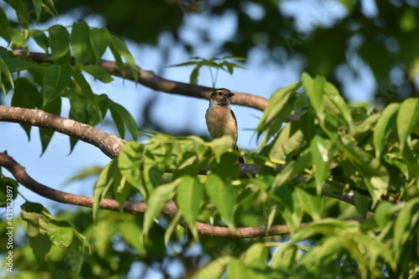 Obraz 北海道の夏の草原、囀るノビタキの雌