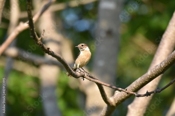 Obraz 北海道の夏の草原、囀るノビタキの雌