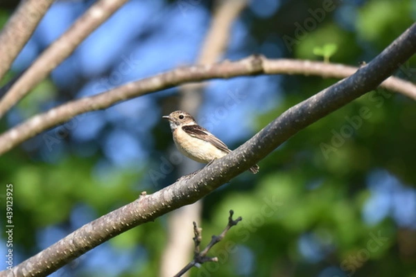 Obraz 北海道の夏の草原、囀るノビタキの雌
