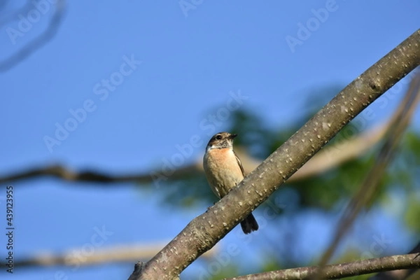 Obraz 北海道の夏の草原、囀るノビタキの雌