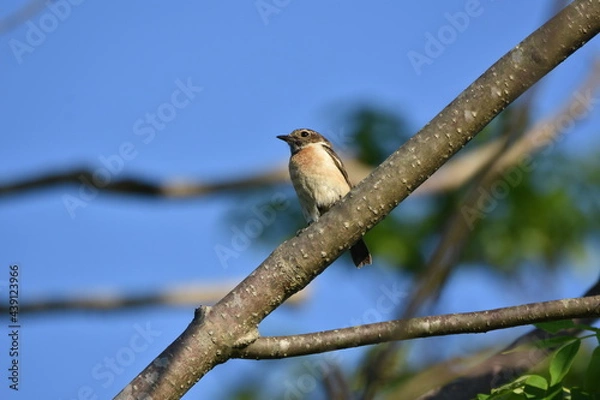 Obraz 北海道の夏の草原、囀るノビタキの雌