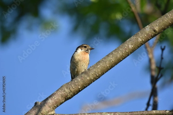 Obraz 北海道の夏の草原、囀るノビタキの雌