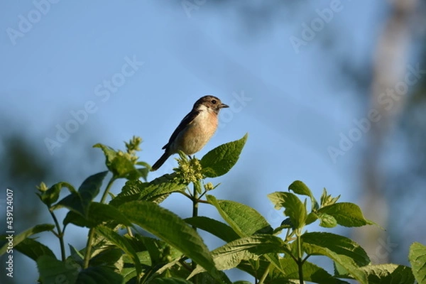 Obraz 北海道の夏の草原、囀るノビタキの雌