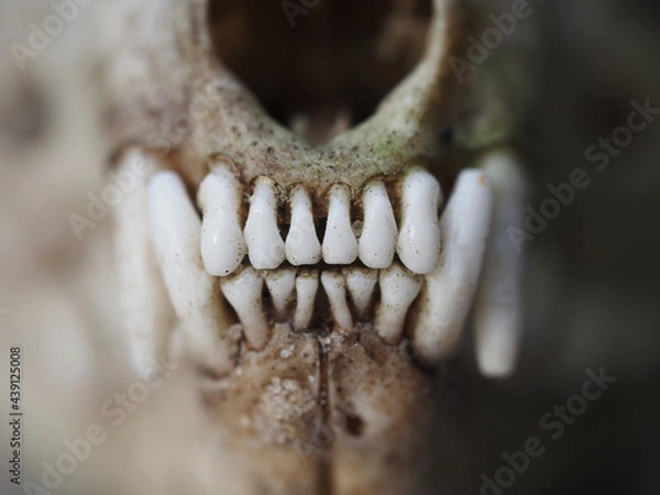 Obraz Weasel skull closeup