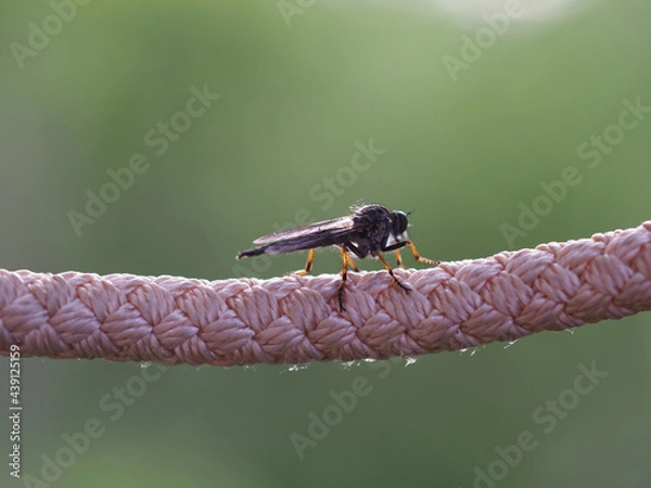 Obraz Neomochtherus closeup
