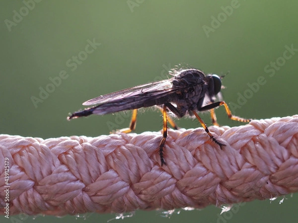 Obraz Neomochtherus closeup