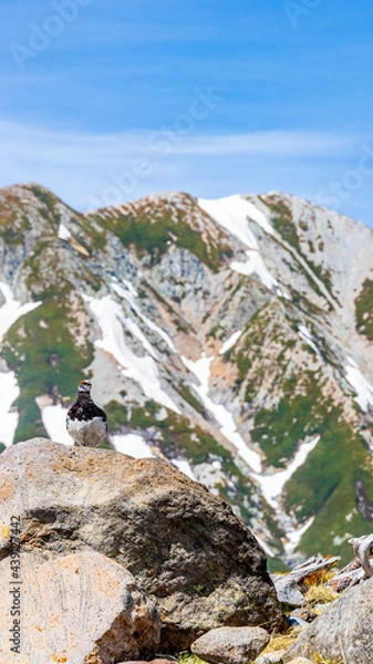 Fototapeta ライチョウ　雪山　縦