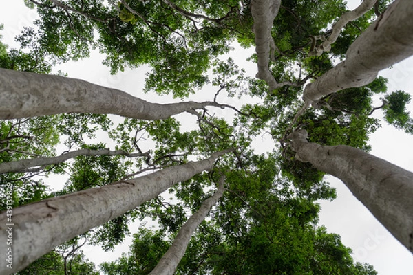 Obraz 国立公園の雑木林の木々や小道の自然風景