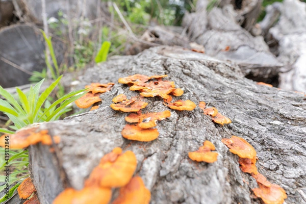 Obraz 国立公園の雑木林の木々や小道の自然風景