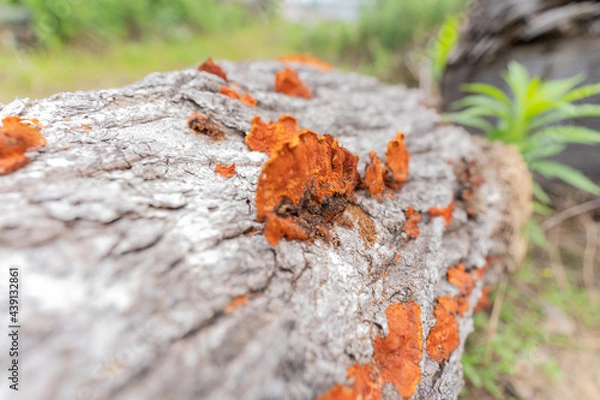 Obraz 国立公園の雑木林の木々や小道の自然風景