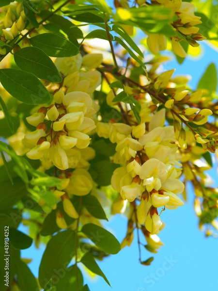 Obraz Acacia flowers
