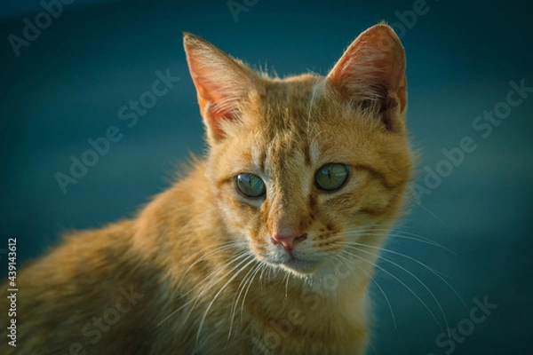 Fototapeta 見つめる猫