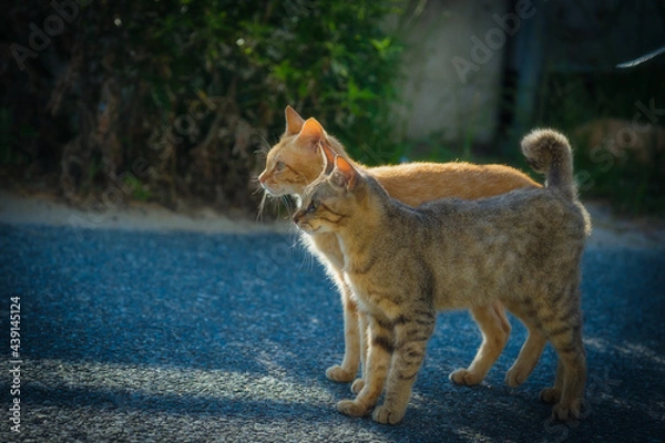 Fototapeta 二匹のねこ
