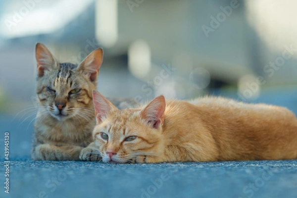 Fototapeta 二匹の猫
