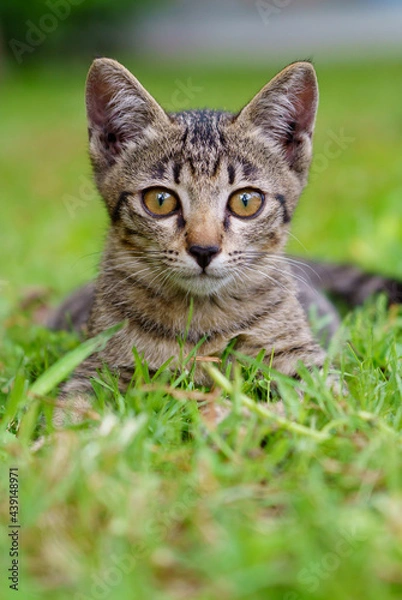 Fototapeta A brown kitten lying on the lawn looking at the camera.portrait of cat