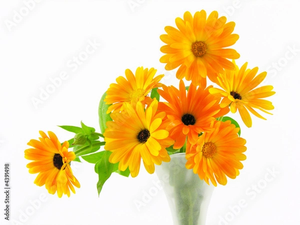 Obraz Bouquet de soucis / calendula