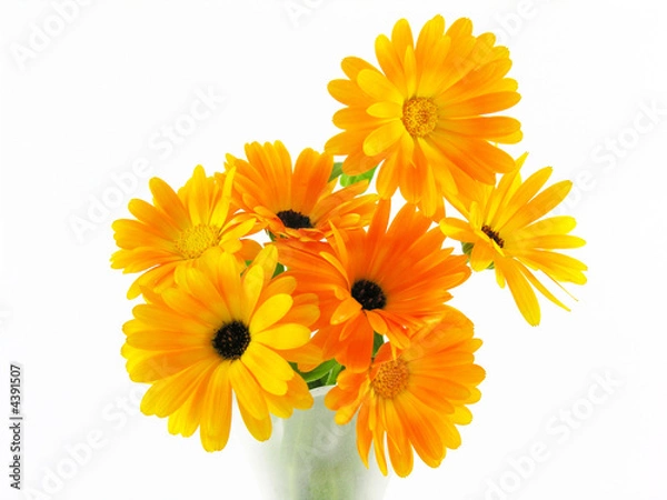 Obraz Bouquet de soucis / calendula