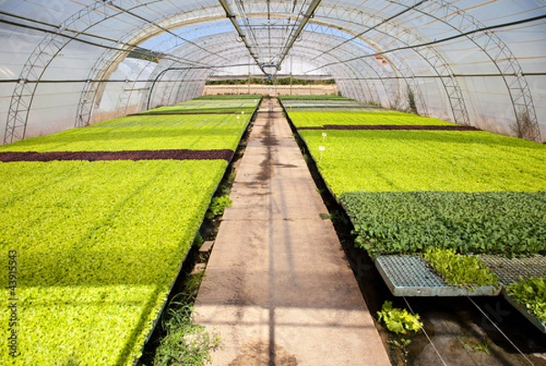 Obraz greenhouse