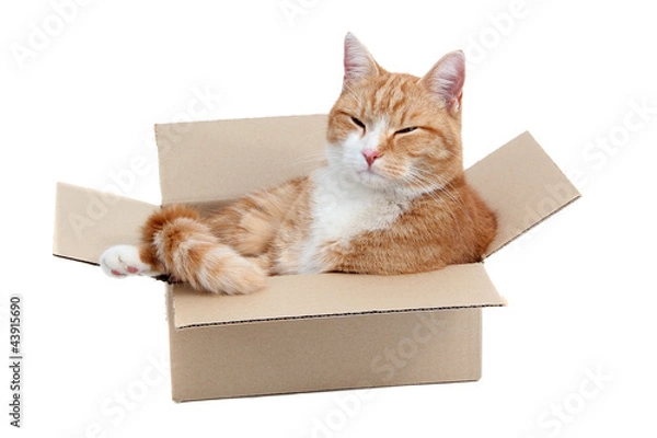 Obraz relaxing cute tomcat in box