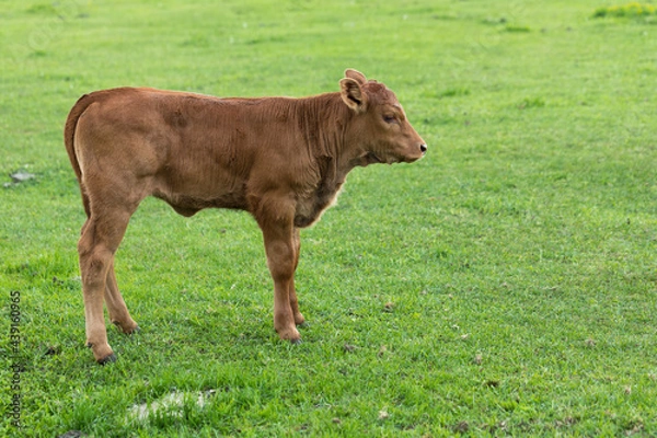 Obraz cattle in the meadow