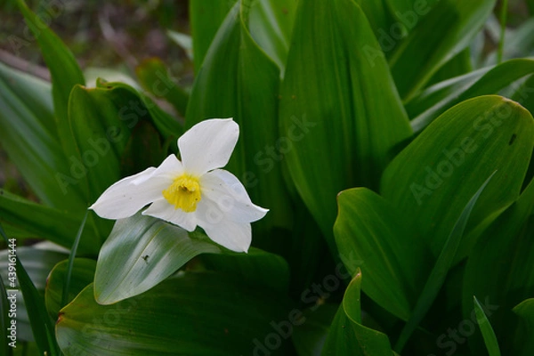Obraz white narcissus flower
