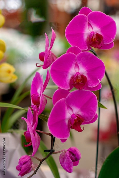 Obraz Orquídea Lilas