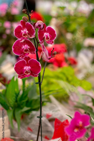 Obraz Orquídea Vermelha