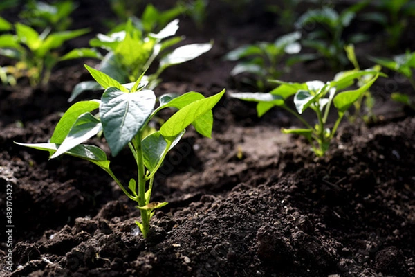 Obraz pepper plant in the garden in the early morning. planting pepper seedlings in the ground. The concept of conservation of nature and agriculture.