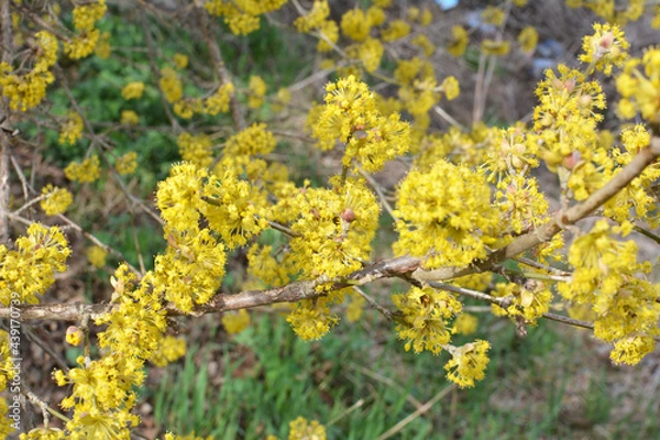 Fototapeta In nature, cornel is real (Cornus mas) blooms