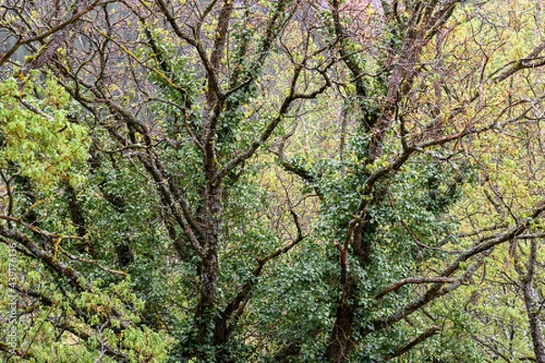 Fototapeta troncs et feuillages
