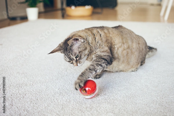 Obraz Curious Devon Rex cat is playing with special toy ball dispenser with snacks inside that slowly drops out when cat pushes it. Apartment interior, lifestyle photo, natural light