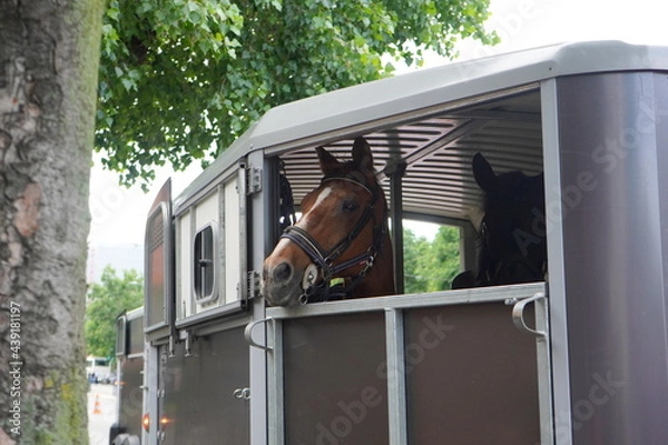 Fototapeta Horses belonging to the riding gendarmerie in Bucharest transported on the road in a caravan