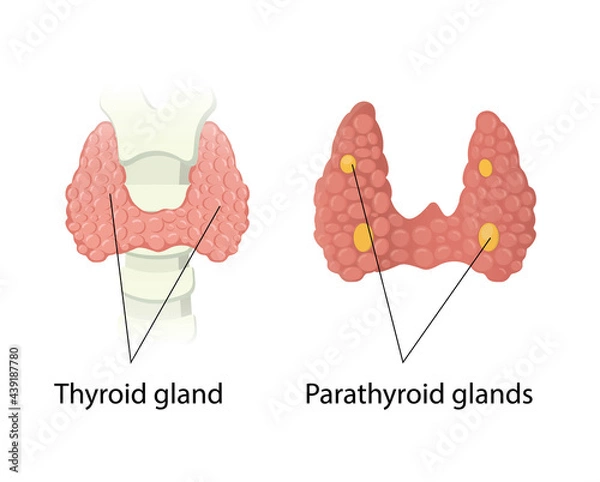 Obraz Thyroid and Parathyroid glands anatomy
