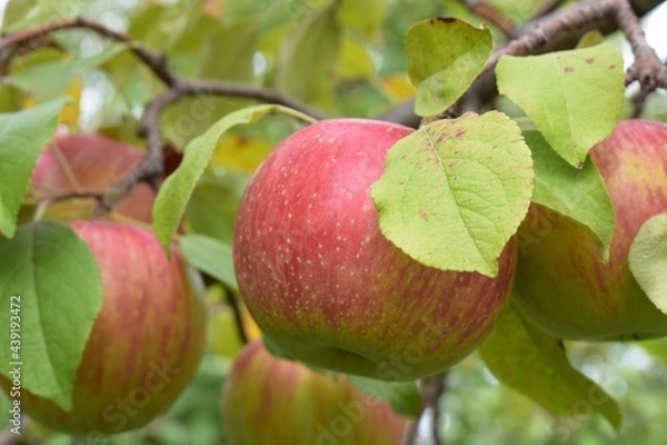 Obraz Red apples on a branch