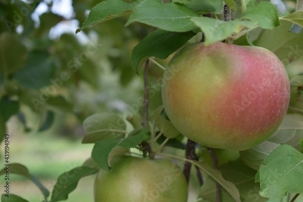 Obraz Red and green apple on a tree