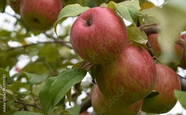 Obraz Red apples on a tree