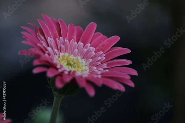 Fototapeta pink daisy macro