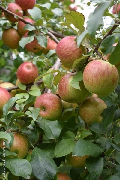 Obraz Red and green apples on tree