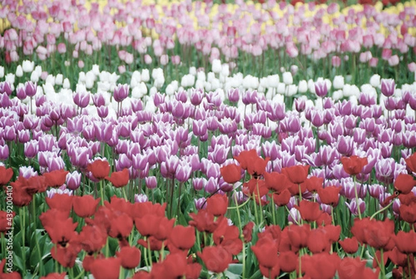 Obraz Tulips in spring