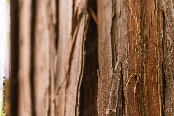 Fototapeta マクロ撮影したヒノキの樹皮